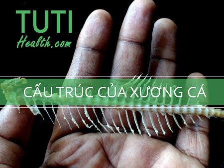 Cấu trúc của xương cá ảnh hưởng đến khả năng tự tiêu của nó