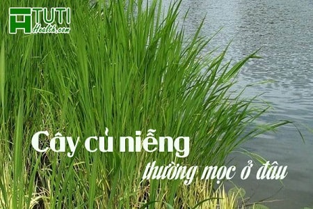 Loài cây này thường mọc ở những vùng đất trũng nước, đầm lầy...