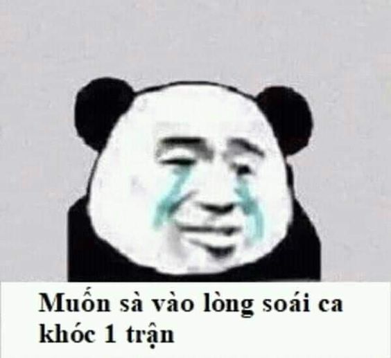 Meme panda muốn xà vào lòng soái ca khóc 1 trận