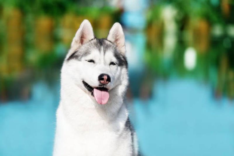 Hình ảnh những chú chú Husky ngáo cười