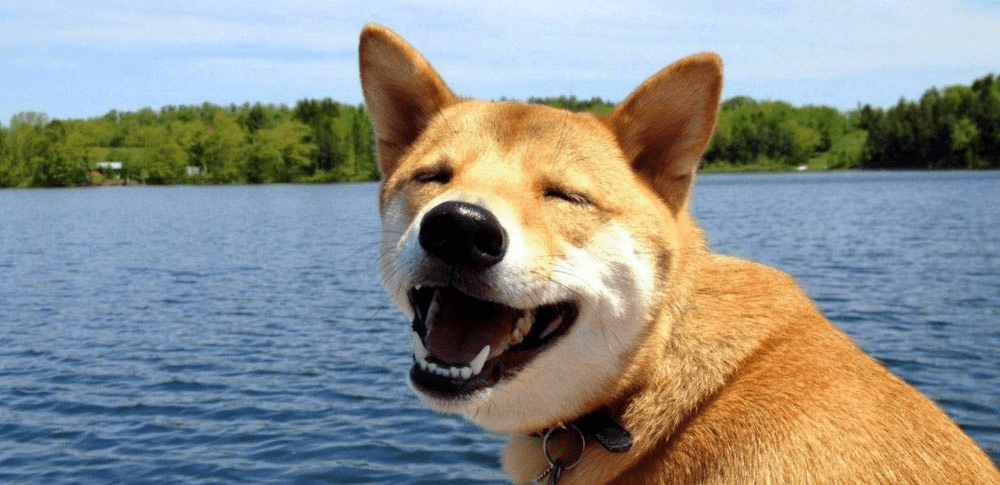Hình ảnh chó Shiba cười đểu đáng yêu