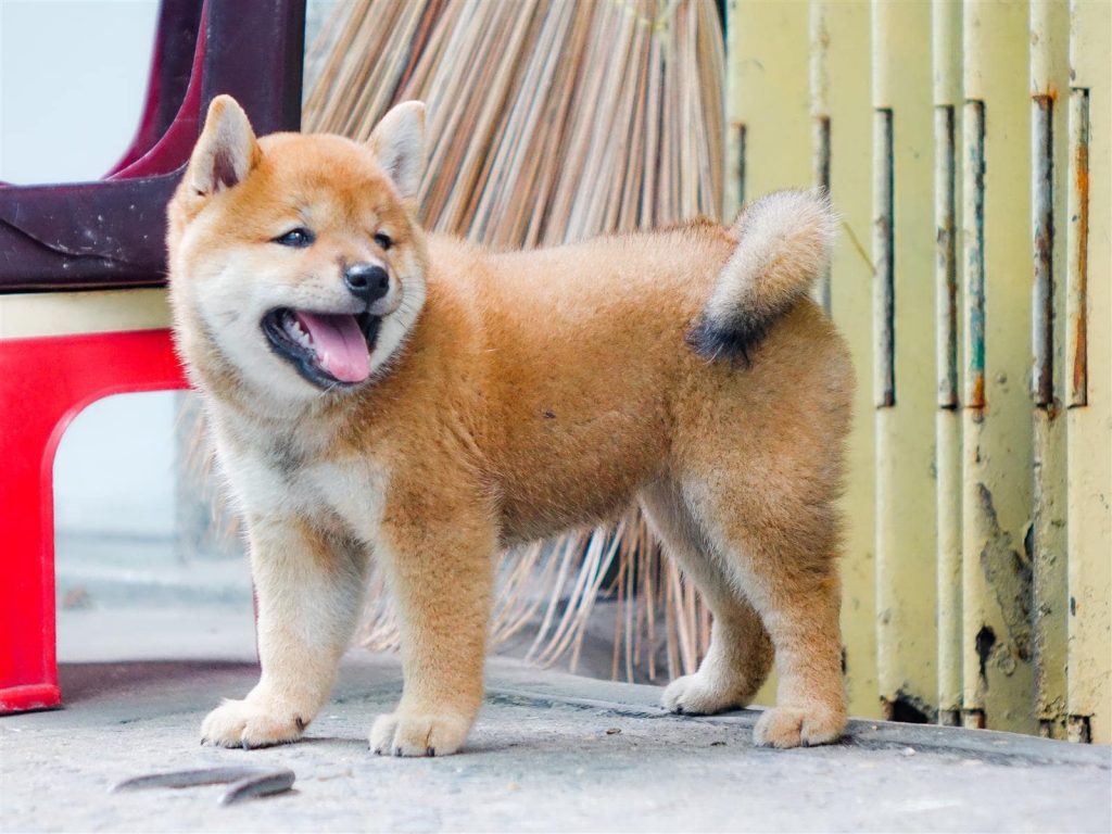 Hình ảnh chó Shiba cười đểu đáng yêu