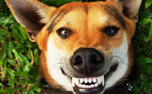 Chúng ta đều biết rằng chó không thể cười, nhưng bạn sẽ không thể nhịn được cười khi xem bức ảnh thú vị này! Hãy thưởng thức những hình ảnh chó cười đủ để làm cho bạn thấy tươi vui vào mỗi ngày.