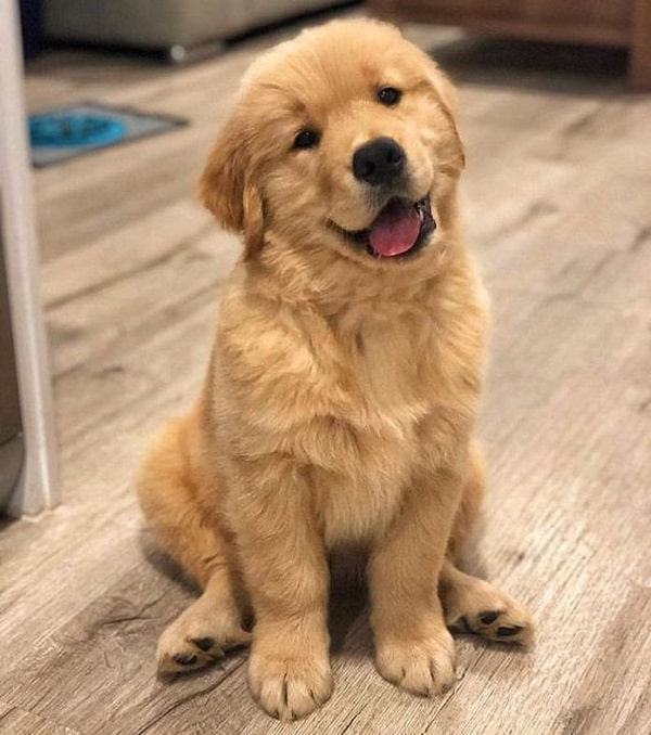 Hình ảnh chó Golden cười ngộ nghĩnh