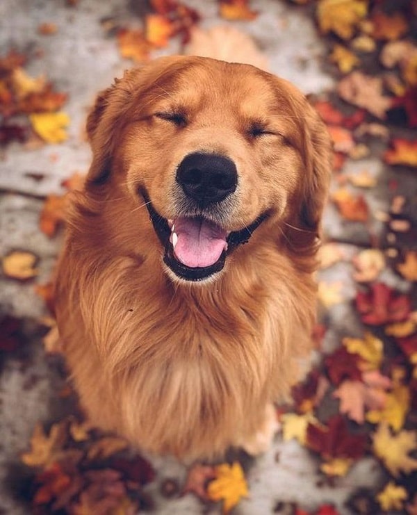 Hình ảnh chó Golden cười ngộ nghĩnh