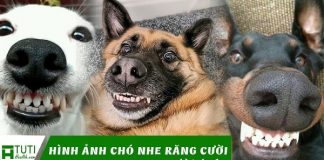 Hình ảnh chó nhe răng cười hài hước