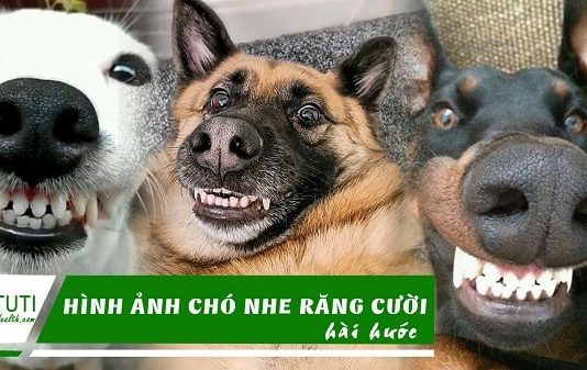 Hình ảnh chó nhe răng cười hài hước