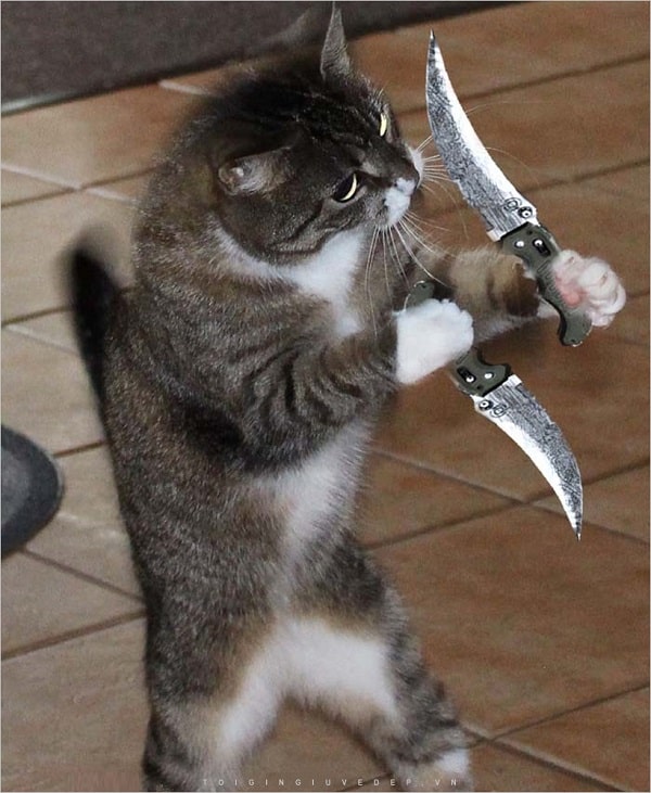 Chú mèo với gương mặt rất sát thủ, 2 tay 2 con dao hơi bị ngầu