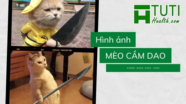 Tổng hợp hình ảnh meme mèo cầm dao hài hước nhất