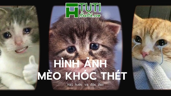 30+ Hình Ảnh Meme Mèo Khóc Thét Cực Kỳ Hài Hước Và Độc Đáo
