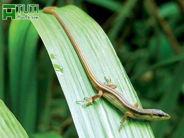 Con Liu điu có chiếc đuôi rất đặc biệt, nó dài gấp 3-6 lần thân 