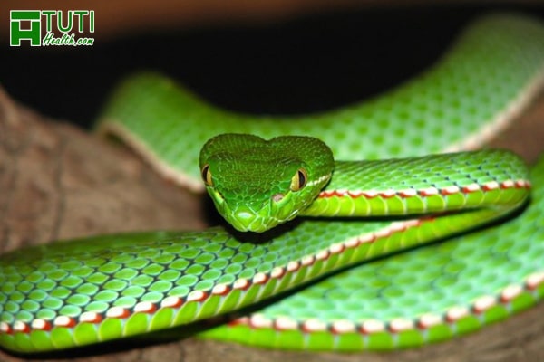 Giới thiệu đôi nét về loài rắn Lục xanh