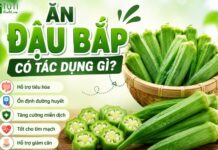 Ăn đậu bắp có tác dụng gì? 10 lợi ích tuyệt vời của đậu bắp đối với sức khỏe Ăn đậu bắp có tác dụng gì?